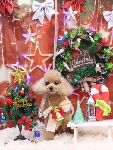 20231220ココちゃん